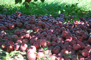 Now, those are some apples!