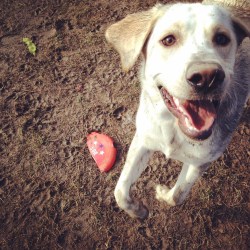 Pre-bath, at the dogpark