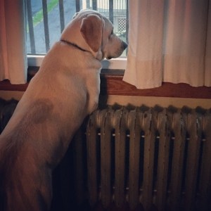 11234002_10153291393997889_3796212111829749983_n